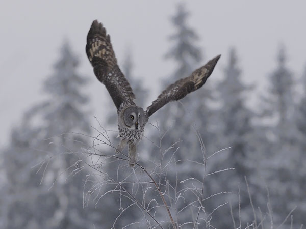 Lapinpöllö, Great Grey Owl, Strix nebulosa